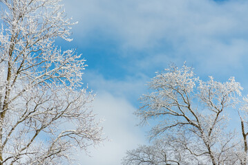The sky is blue and the trees are covered in snow