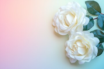 Elegant white roses side-placed against a gradient light background