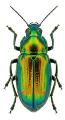 Metallic Green and Gold Jewel Beetle Reflecting Light