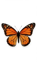 Symmetrical Monarch Butterfly with Bold Orange and Black Wings