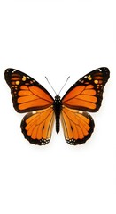 Monarch Butterfly with Bold Orange and Black Wings