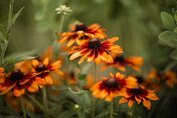 Orange flowers blooming in the summer