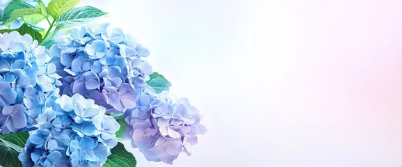 Soft blue hydrangeas with a white gradient background space