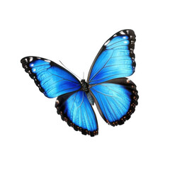 Beautiful blue butterfly with open wings on a white background