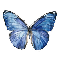 Fototapeta premium Beautiful blue butterfly with open wings on a white background