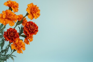 Vibrant marigold flowers on the side against a clean gradient