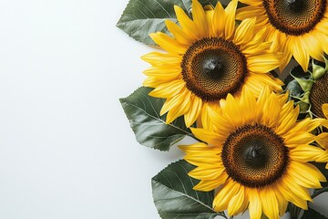 Vibrant yellow sunflowers side-placed with gradient white space