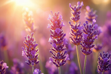 Obraz premium Sunlit lavender flowers in a field, showcasing their purple hues and delicate structure.