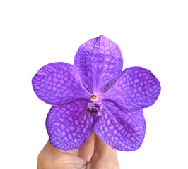 Obraz premium Close-up of a Vanda orchid in beautiful purple color, in hand. on transparent.