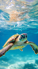 Obraz premium A close-up shot of an underwater view of the back half of a sea turtle swimming in crystal-clear water 