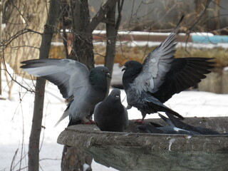 Birds