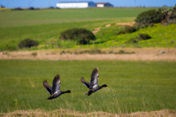 geese in flight