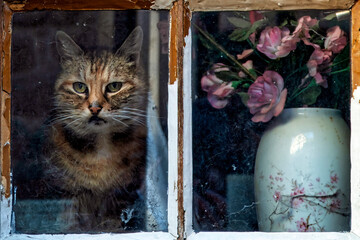 Hauskatze hinter einer Glasscheibe in einem alten Haus in Riquewihr im Elsass. Frankreich
