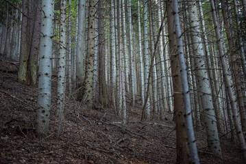 Obraz premium Italian villages and forests in the alps in Piedmont