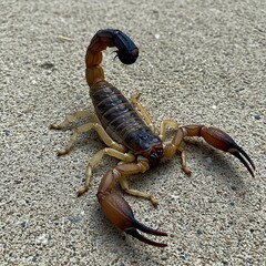 Scorpion with Raised Stinger on Rock Surface