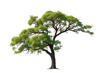 Single, majestic tree stands alone against a pure white backdrop,  botanical, image