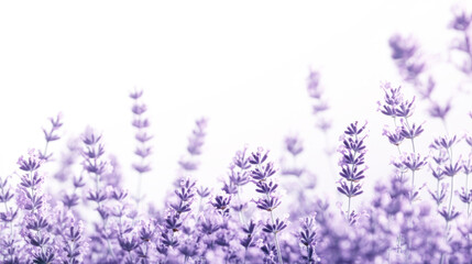Naklejka premium Lavender field in bloom under soft light with purple flowers swaying gently