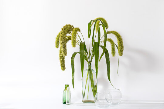 A bouquet of Setaria macrocheata, 'Green Bristles' in a glass bottle-shaped vase and two empty glass spheres, against a white background. Space for text...