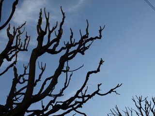 Close-up of trimmed lime tree branches against a bright blue sky