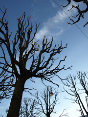 Trimming of lime trees showcasing bare branches against a clear blue sky