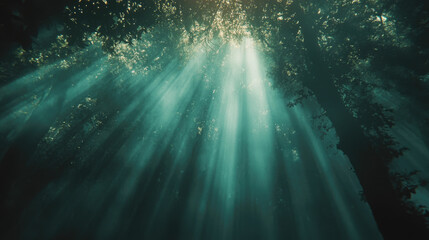 Sunlight filtering through dense forest canopy illuminating misty woodland scene