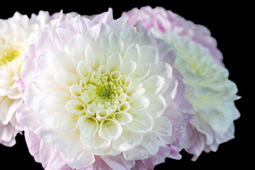 A bouquet of three white-pink dahlias isolated on a black background.