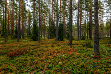 Obraz premium Magical fairytale forest. Forest covered of green moss in autumn