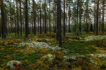 Obraz premium Magical fairytale forest. Forest covered of green moss in autumn