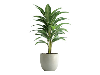 indoor plant pot