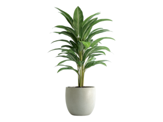 indoor plant pot