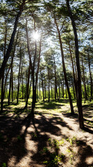 Obraz premium Beautiful forest with tall trees and sunlight shining through the foliage, creating an enchanting natural landscape 
