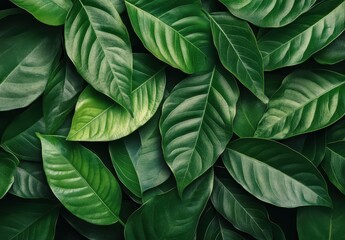 Lush Green Leaves Textured Background with Varied Shades and Patterns Creating a Vibrant Natural Ambiance for Design and Decoration Purposes