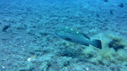 Obraz premium fish in the sea