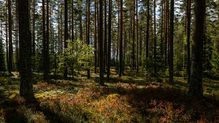 Fototapeta premium Magical fairytale forest. Forest covered of green moss in autumn