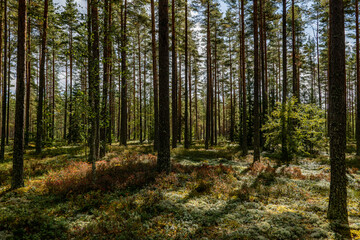 Obraz premium Magical fairytale forest. Forest covered of green moss in autumn