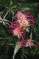 Beautiful Australian flowers Grevillea Pink Profusion