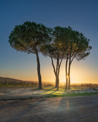 Fototapeta premium Route of the via Francigena. Pine trees at sunset. Torrenieri, Montalcino, Tuscany, Italy