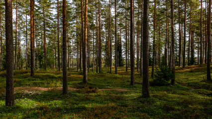 Magical fairytale forest. Forest covered of green moss in autumn
