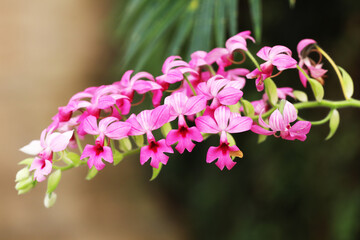 Rare lithophytic orchid Calanthe rubens from Thailand and Malaysia