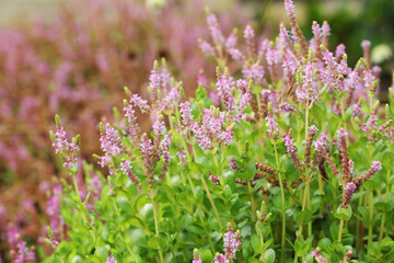 Aquatic plant Rotala rotundifolia colorata flower close up