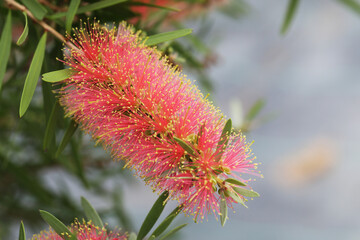 Bottlebrush Callistemon Pink Champagne is a large shrub ideal for hedging