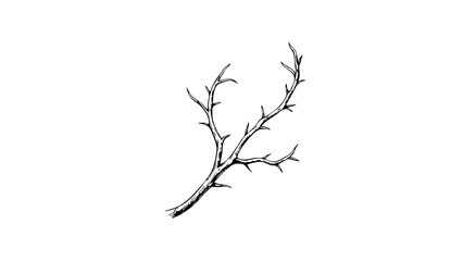 Vintage sketch of a dry branch on a white background  