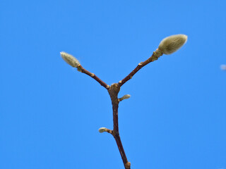 Close-up shot of magnolia flower buds waiting for spring against a clear sky