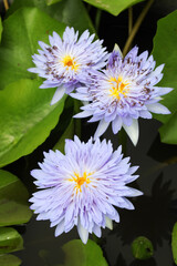Beautiful Thai Waterlily hybrid with blue flowers