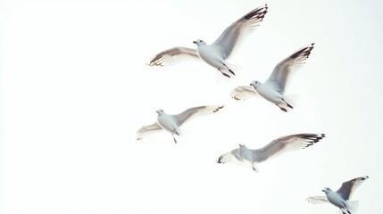 Obraz premium Seagulls soaring sky over coastal region nature scene open air aerial view avian behavior