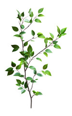 PNG Green leaves plant leaf foliage.