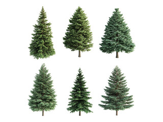 Obraz premium set of snober trees
