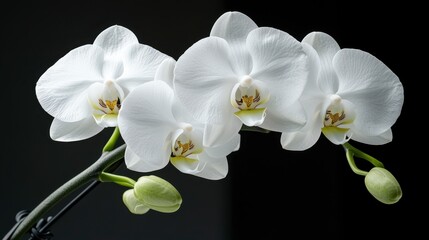 Fototapeta premium Three White Orchids with Dew Drops Against Dark Background