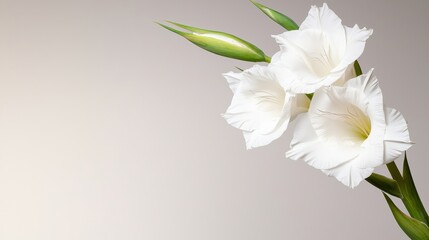 Elegant White Gladiolus Flowers on Beige Background