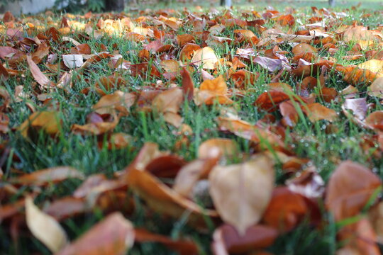  pastel colored autumn leaves on the grass